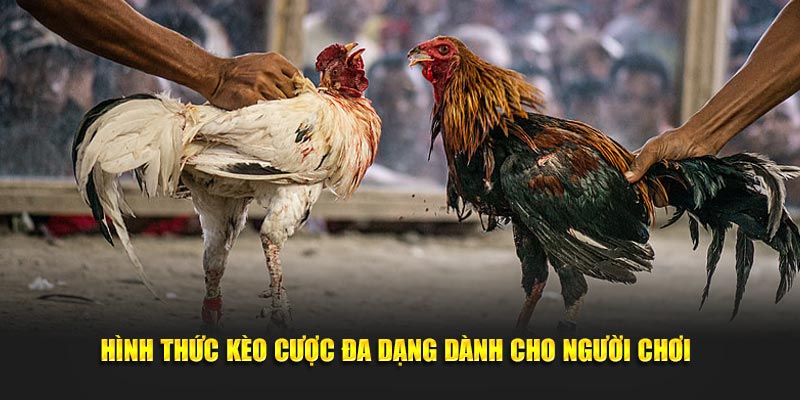 hinh thuc keo cuoc da dang danh cho nguoi choi