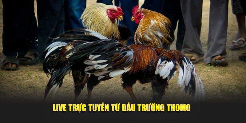 live truc tuyen tu dau truong thomo