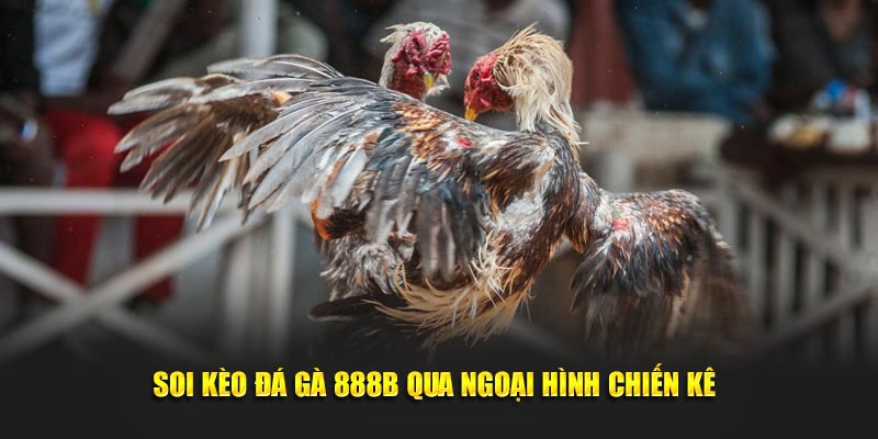 soi keo da ga 888b qua ngoai hinh chien ke